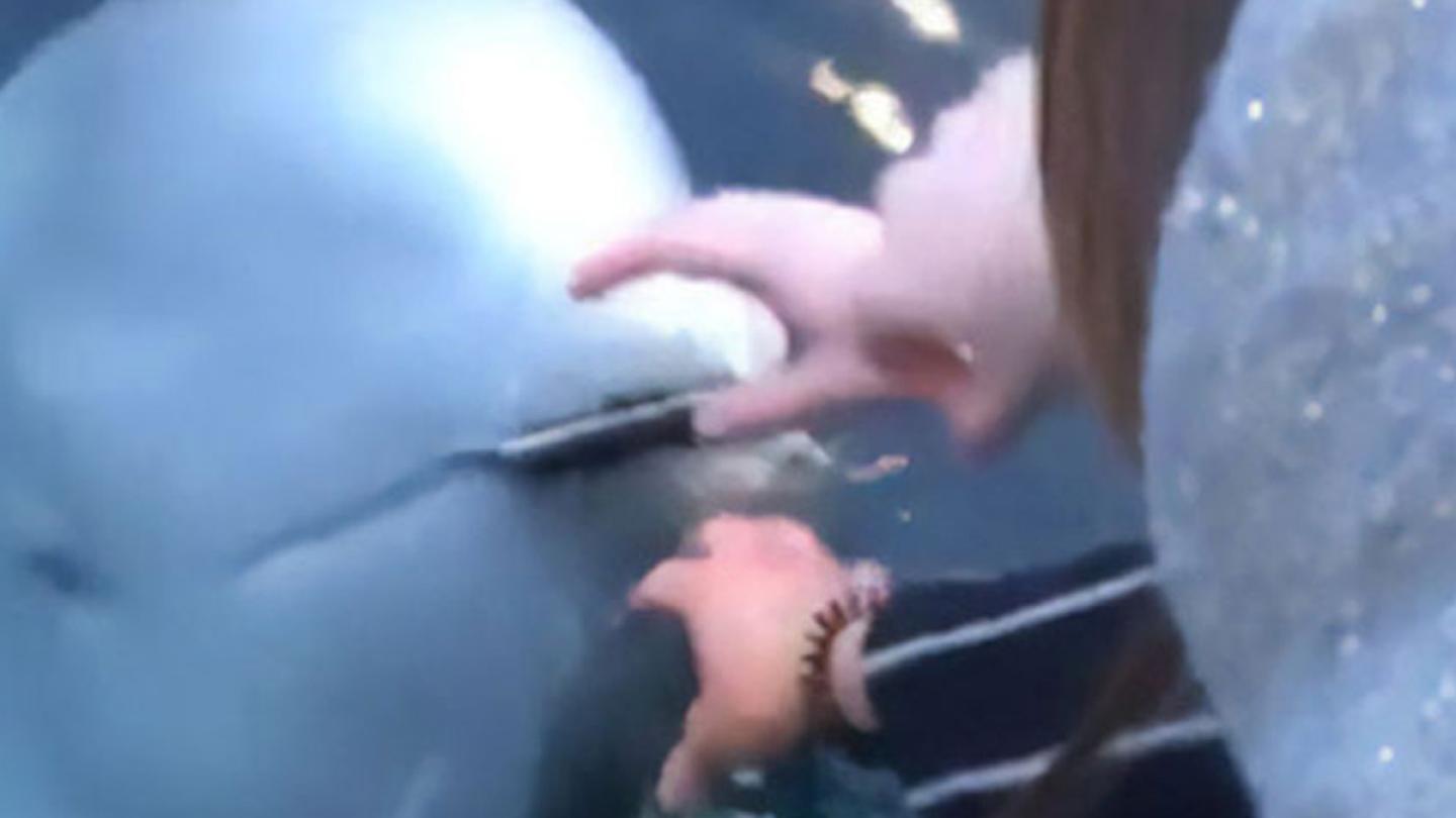 Incredible Footage Shows Whale Retrieve Phone Woman Dropped In The Ocean