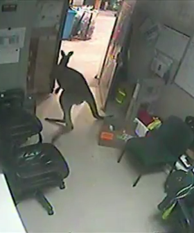 Bargain-Hunting Kangaroo Invades Aussie Shopping Centre
