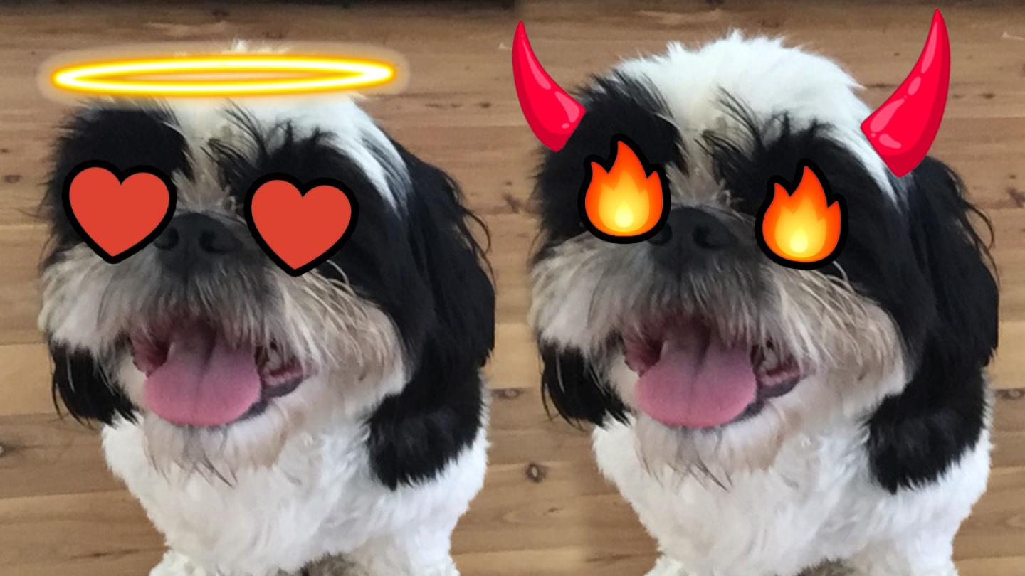 "My Dog The A$$Hole": Shih Tzu Ruins Family Lunch
