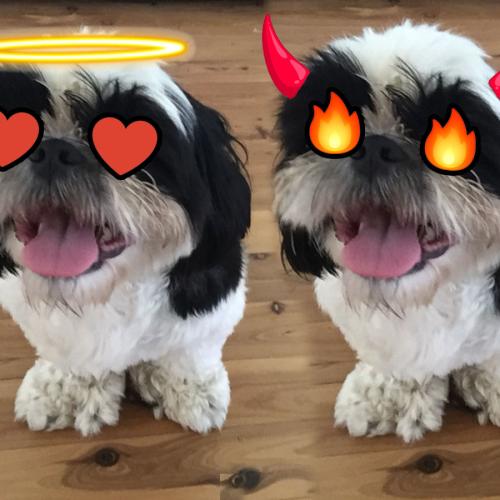 "My Dog The A$$Hole": Shih Tzu Ruins Family Lunch