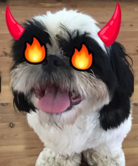 "My Dog The A$$Hole": Shih Tzu Ruins Family Lunch