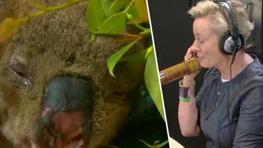 Amanda Keller's Heartbreaking Tribute To Lewis The Koala