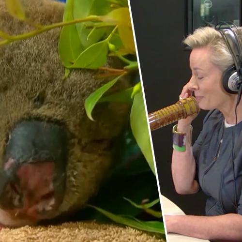 Amanda Keller's Heartbreaking Tribute To Lewis The Koala