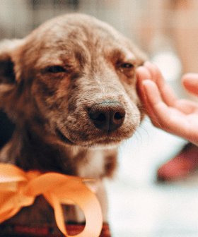 Killing Shelter Animals Is Now BANNED In NSW