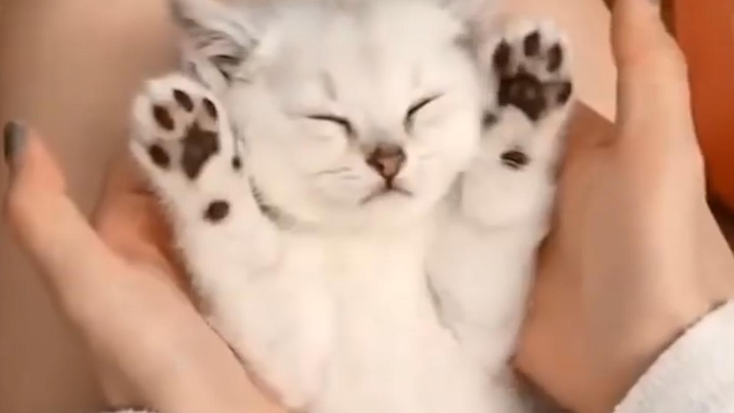 Why You Should Be Watching MORE Cute Animal Videos!
