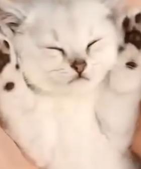 Why You Should Be Watching MORE Cute Animal Videos!
