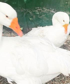 Let Us Introduce You To Jonesy & Amanda... THE GEESE!