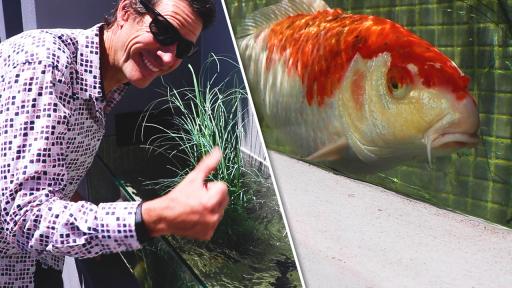 The Koi Adventures