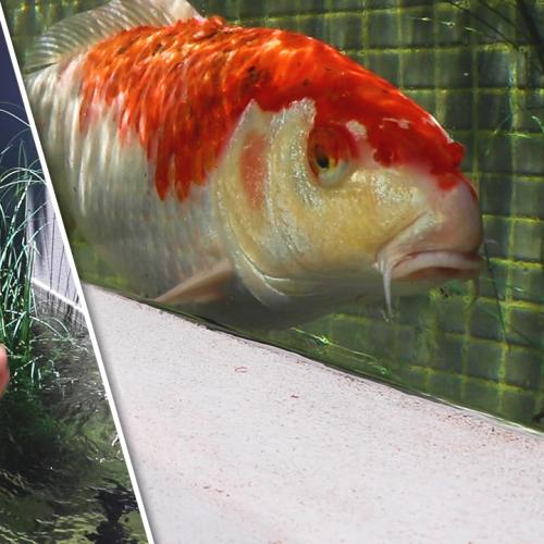 The Koi Adventures
