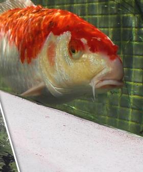 The Koi Adventures
