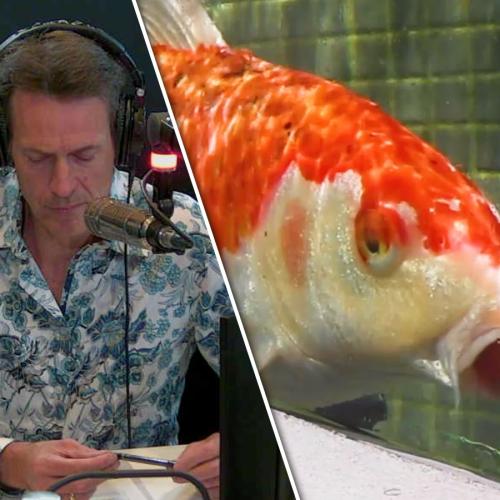 Something TRAUMATIC Just Happened To Jonesy's New Koi