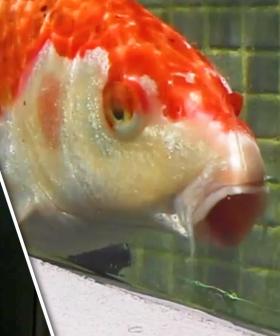 Something TRAUMATIC Just Happened To Jonesy's New Koi