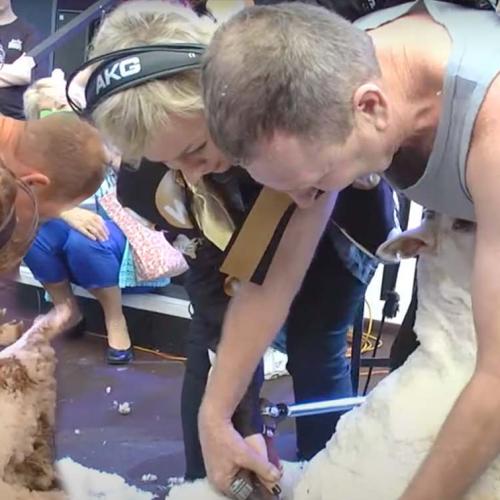 Jonesy & Amanda's Attempt At Shearing A Sheep LIVE ON AIR!