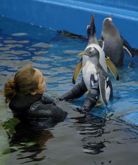 The Adorable Moment Three-Month-Old Penguin Charlie Starts Swimming Lessons At SEA LIFE Sydney