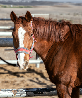 This Aussie Township Has Installed 'Horse Parking Spaces' And It's Just Like An Old Western!