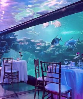 Book An Underwater Dinner For Valentine's Day At Sydney Aquarium