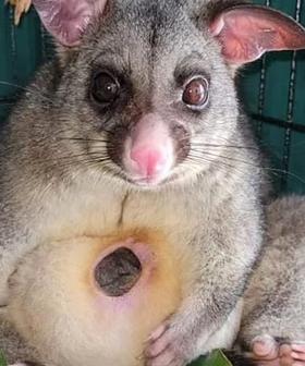 Possum And Her Joey Forced To QUARANTINE After Sneaking Into Western Australia