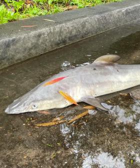 Residents Left Baffled After Shark Is Discovered In Sydney Street
