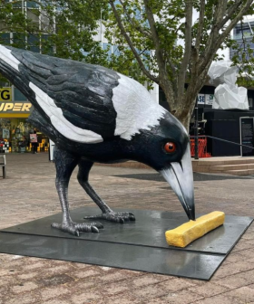 Canberra's Giant Magpie Statue Hit By Vandals