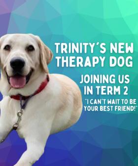 Sydney School Employs Yale The Therapy Dog To Ease Anxiety Among Students