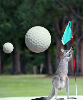 Country Club Golfers Targeted By Kangaroos In Brutal Attacks