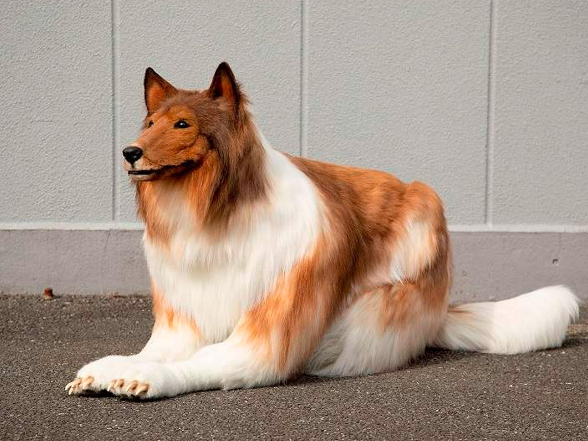 dog-costume.jpg