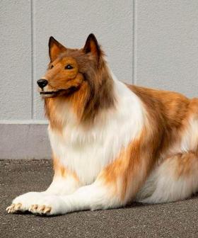 Man Spends $20,000 On Realistic Dog Costume To Fulfil His Dream Of Being An Animal