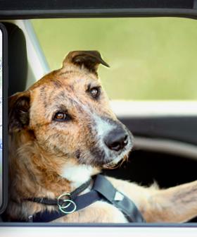 Uber Pet Has You Covered Fur-Real This National Take Your Dog To Work Day