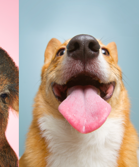 Charge Your Dopamine Receptors With These VIRAL Animal Videos