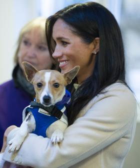 Prince Harry & Meghan Markle Adopt Adorable Rescue Dog