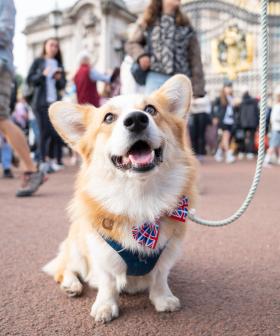 Corgi Parade Held Outside Buckingham Palace In Honour Of Late Queen Elizabeth II
