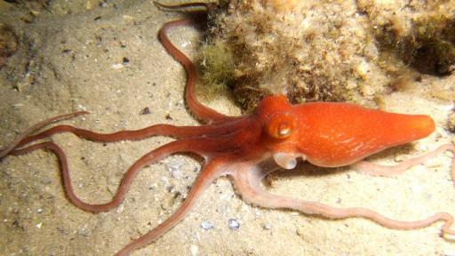 Australian Octopus Venom May Treat Melanoma