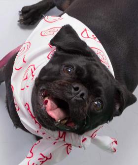 Krispy Kreme Is Helping Your Dog Get Into The Christmas Spirit With Christmas Doggy Biscuits
