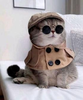 Do You Spoil Your Pet? Take The Test!
