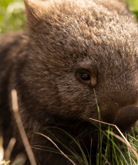 Woolworths Releases Adorable Wally The Wombat Christmas Dessert