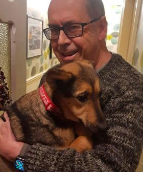 Meet Sophie From Romania: The Dog Who Has The World Captivated