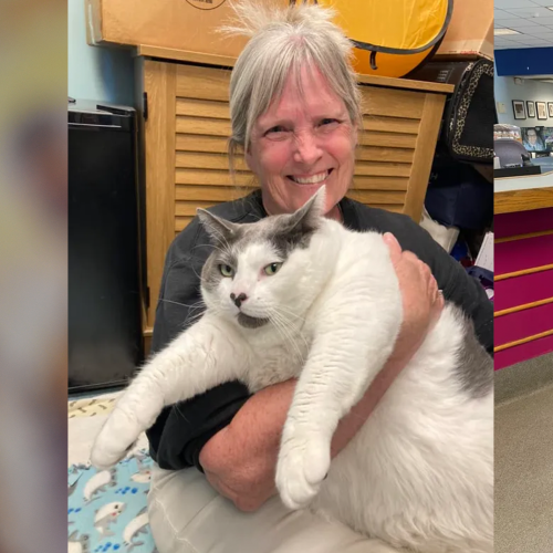 The Internet Falls In Love With Patches The 19 Kilo Cat And Gets Him Adopted!