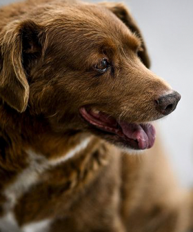 Bobi Is The World's Oldest Dog And He Has Just Turned 31