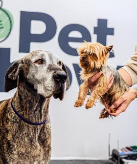 Raise Your Paws Because The Pet Show Is Returning To Sydney!