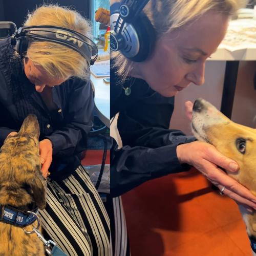 Bickie And Jagger The Greyhounds Visit Jonesy & Amanda!