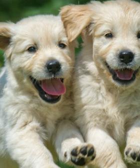 The Most Popular Dog Names For 2023 Have Been Revealed!