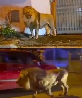 Escaped Lion Seen Roaming The Streets Of Italy