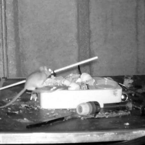 Mouse with Obsessive Cleaning Habits Cleans Man’s Shed Every Night