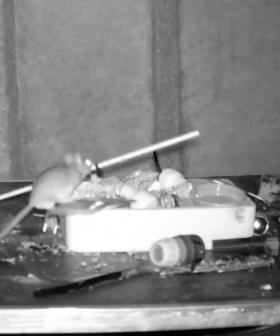 Mouse with Obsessive Cleaning Habits Cleans Man’s Shed Every Night