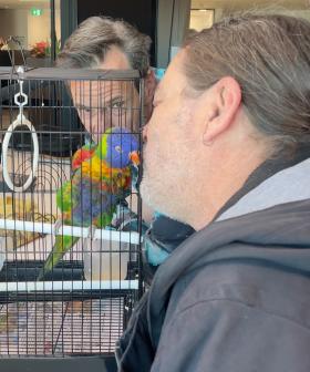 We Reunite Craig With His Beloved 19-Year-Old Lorikeet!