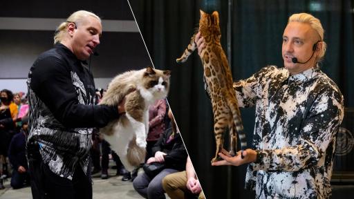 Cat Lovers Rejoice – Oz Feline Fair Lands in Sydney!