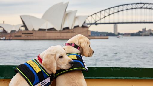 Future Seeing Eye Dogs Take On Big Sydney Adventures